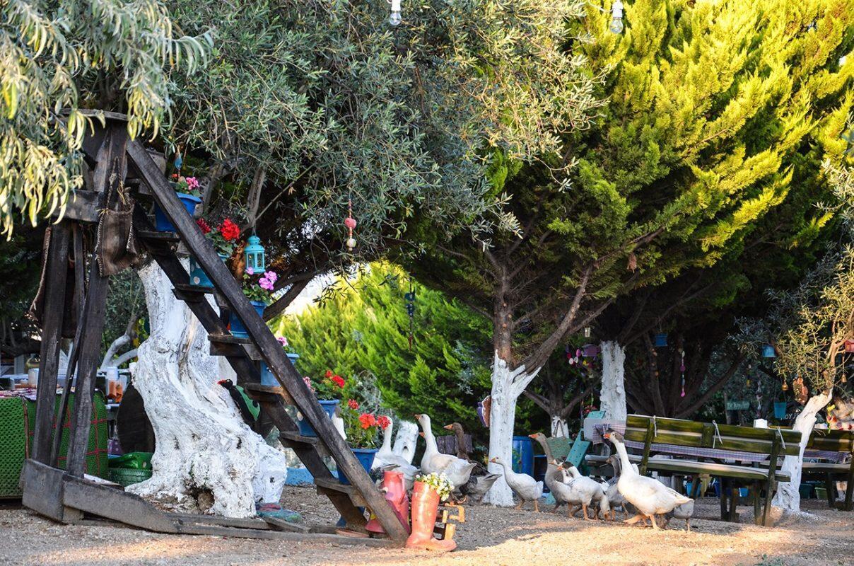 Bed and Breakfast Kaymak Tepesi Tatil Evi Küçükkuyu Exterior foto